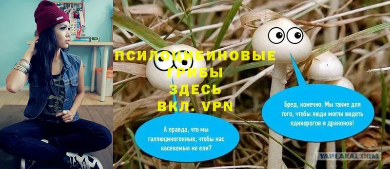 Псилоцибиновые грибы Psilocybine cubensis  купить закладку  Велиж 